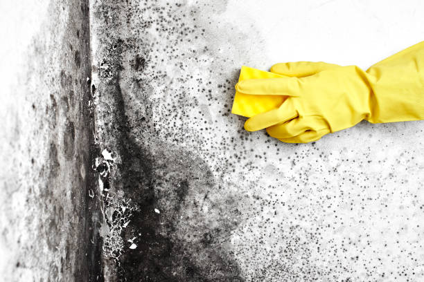 Why You Should Choose Our Mold Remediation Services in Willows, CA